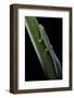 Phelsuma Cepediana (Blue-Tailed Day Gecko)-Paul Starosta-Framed Photographic Print