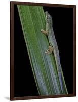 Phelsuma Cepediana (Blue-Tailed Day Gecko)-Paul Starosta-Framed Photographic Print