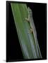 Phelsuma Cepediana (Blue-Tailed Day Gecko)-Paul Starosta-Framed Photographic Print