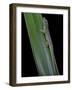 Phelsuma Cepediana (Blue-Tailed Day Gecko)-Paul Starosta-Framed Photographic Print