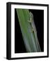 Phelsuma Cepediana (Blue-Tailed Day Gecko)-Paul Starosta-Framed Photographic Print