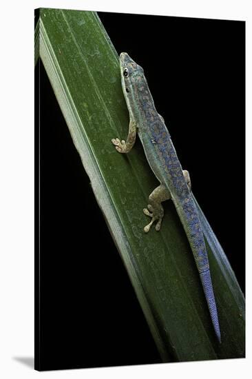 Phelsuma Cepediana (Blue-Tailed Day Gecko)-Paul Starosta-Stretched Canvas