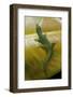 Phelsuma Guimbeaui (Maurisius Day Gecko)-Paul Starosta-Framed Photographic Print