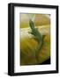 Phelsuma Guimbeaui (Maurisius Day Gecko)-Paul Starosta-Framed Photographic Print