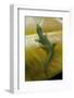 Phelsuma Guimbeaui (Maurisius Day Gecko)-Paul Starosta-Framed Photographic Print