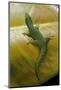 Phelsuma Guimbeaui (Maurisius Day Gecko)-Paul Starosta-Mounted Photographic Print