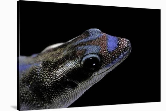 Phelsuma Ornata Ornata (Ornate Day Gecko)-Paul Starosta-Stretched Canvas