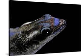 Phelsuma Ornata Ornata (Ornate Day Gecko)-Paul Starosta-Stretched Canvas