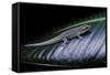 Phelsuma Ornata Ornata (Ornate Day Gecko)-Paul Starosta-Framed Stretched Canvas