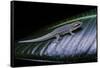 Phelsuma Ornata Ornata (Ornate Day Gecko)-Paul Starosta-Framed Stretched Canvas