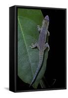 Phelsuma Ornata Ornata (Ornate Day Gecko)-Paul Starosta-Framed Stretched Canvas