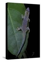 Phelsuma Ornata Ornata (Ornate Day Gecko)-Paul Starosta-Stretched Canvas