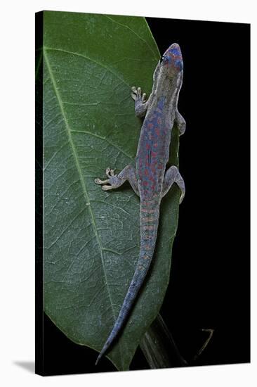 Phelsuma Ornata Ornata (Ornate Day Gecko)-Paul Starosta-Stretched Canvas