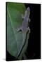 Phelsuma Ornata Ornata (Ornate Day Gecko)-Paul Starosta-Stretched Canvas