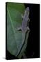 Phelsuma Ornata Ornata (Ornate Day Gecko)-Paul Starosta-Stretched Canvas