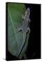 Phelsuma Ornata Ornata (Ornate Day Gecko)-Paul Starosta-Framed Stretched Canvas