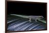 Phelsuma Ornata Ornata (Ornate Day Gecko)-Paul Starosta-Framed Photographic Print