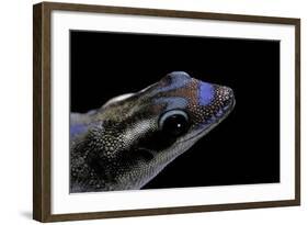 Phelsuma Ornata Ornata (Ornate Day Gecko)-Paul Starosta-Framed Photographic Print