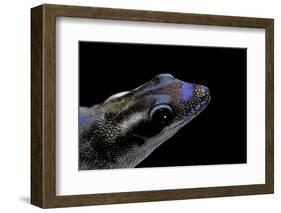 Phelsuma Ornata Ornata (Ornate Day Gecko)-Paul Starosta-Framed Photographic Print