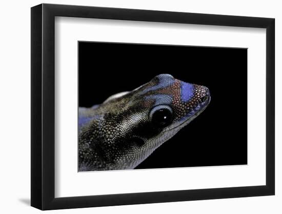 Phelsuma Ornata Ornata (Ornate Day Gecko)-Paul Starosta-Framed Photographic Print