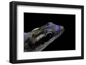 Phelsuma Ornata Ornata (Ornate Day Gecko)-Paul Starosta-Framed Photographic Print