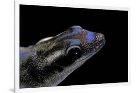 Phelsuma Ornata Ornata (Ornate Day Gecko)-Paul Starosta-Framed Photographic Print