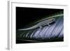 Phelsuma Ornata Ornata (Ornate Day Gecko)-Paul Starosta-Framed Photographic Print