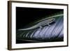 Phelsuma Ornata Ornata (Ornate Day Gecko)-Paul Starosta-Framed Photographic Print