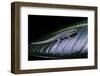 Phelsuma Ornata Ornata (Ornate Day Gecko)-Paul Starosta-Framed Photographic Print