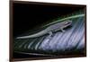 Phelsuma Ornata Ornata (Ornate Day Gecko)-Paul Starosta-Framed Photographic Print