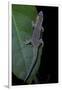 Phelsuma Ornata Ornata (Ornate Day Gecko)-Paul Starosta-Framed Photographic Print