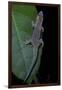 Phelsuma Ornata Ornata (Ornate Day Gecko)-Paul Starosta-Framed Photographic Print