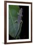 Phelsuma Ornata Ornata (Ornate Day Gecko)-Paul Starosta-Framed Photographic Print