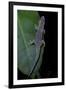 Phelsuma Ornata Ornata (Ornate Day Gecko)-Paul Starosta-Framed Photographic Print