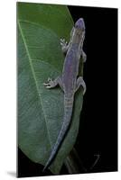 Phelsuma Ornata Ornata (Ornate Day Gecko)-Paul Starosta-Mounted Photographic Print