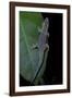 Phelsuma Ornata Ornata (Ornate Day Gecko)-Paul Starosta-Framed Photographic Print