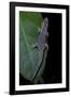 Phelsuma Ornata Ornata (Ornate Day Gecko)-Paul Starosta-Framed Photographic Print