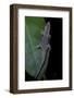 Phelsuma Ornata Ornata (Ornate Day Gecko)-Paul Starosta-Framed Photographic Print