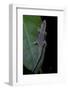 Phelsuma Ornata Ornata (Ornate Day Gecko)-Paul Starosta-Framed Photographic Print