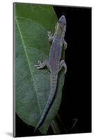 Phelsuma Ornata Ornata (Ornate Day Gecko)-Paul Starosta-Mounted Photographic Print