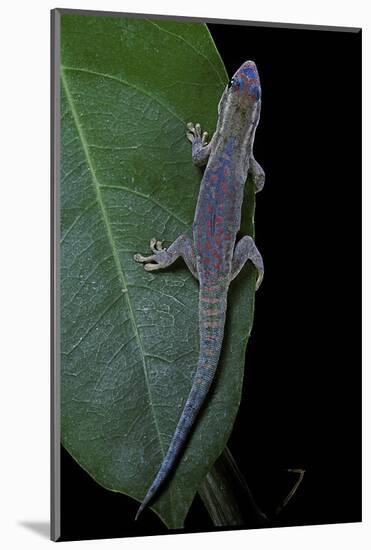 Phelsuma Ornata Ornata (Ornate Day Gecko)-Paul Starosta-Mounted Photographic Print