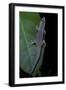 Phelsuma Ornata Ornata (Ornate Day Gecko)-Paul Starosta-Framed Photographic Print