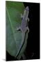 Phelsuma Ornata Ornata (Ornate Day Gecko)-Paul Starosta-Mounted Photographic Print