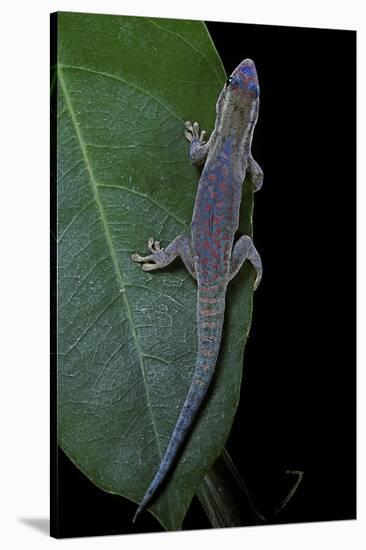 Phelsuma Ornata Ornata (Ornate Day Gecko)-Paul Starosta-Stretched Canvas