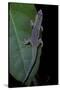 Phelsuma Ornata Ornata (Ornate Day Gecko)-Paul Starosta-Stretched Canvas