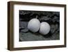 Phelsuma Ornata (Ornate Day Gecko) - Eggs-Paul Starosta-Framed Photographic Print