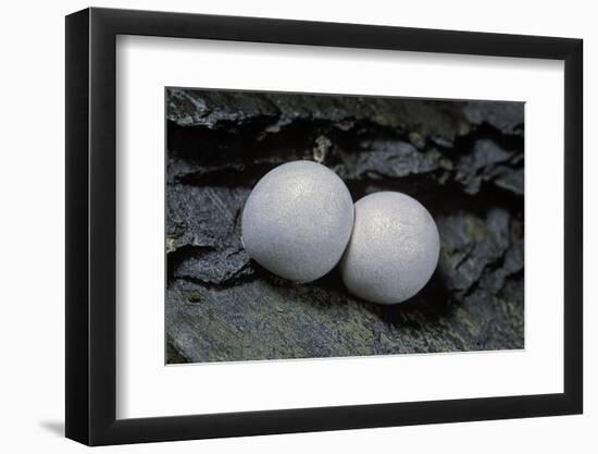 Phelsuma Ornata (Ornate Day Gecko) - Eggs-Paul Starosta-Framed Photographic Print