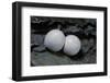Phelsuma Ornata (Ornate Day Gecko) - Eggs-Paul Starosta-Framed Photographic Print