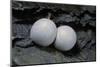 Phelsuma Ornata (Ornate Day Gecko) - Eggs-Paul Starosta-Mounted Photographic Print
