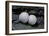 Phelsuma Ornata (Ornate Day Gecko) - Eggs-Paul Starosta-Framed Photographic Print